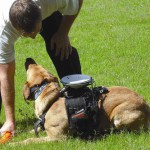 Собаки с дистанционным управлением