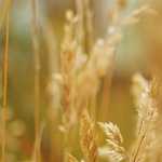 Microsoft отбирает Windows XP у нетбуков