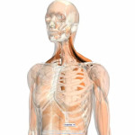 Компьютерный анатомический атлас Google Body Browser