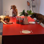 Собачий ресторан в Лондоне