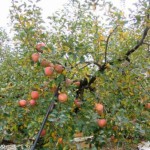 Не хотите ли яблоню с вишней?