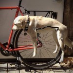 Что делать, если ваша собака ленивее вас? 