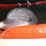 Дельфины – бойцы-диверсанты