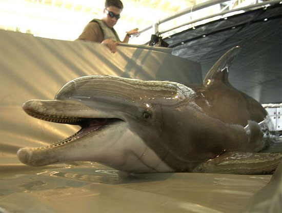 ВМФ США создает роботов на замену морским млекопитающим