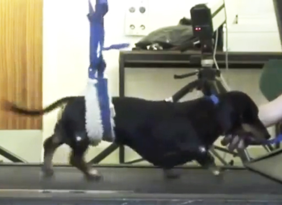 Ученые используют носовые клетки для излечения паралича органов движения собаки