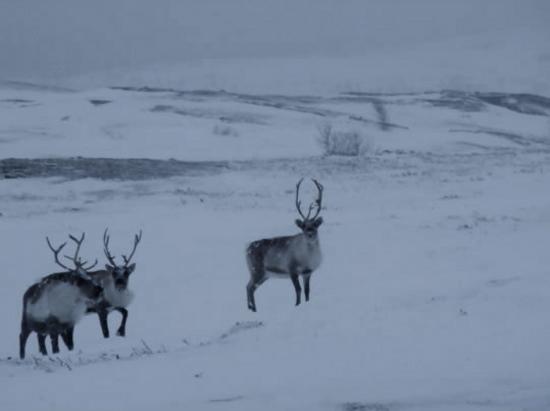 Северные олени могут видеть в ультрафиолете