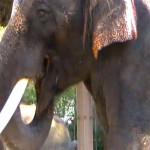 В Южной Корее есть говорящий слон