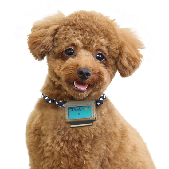 Шагомер для собак позволит хозяевам не переживать о питомце