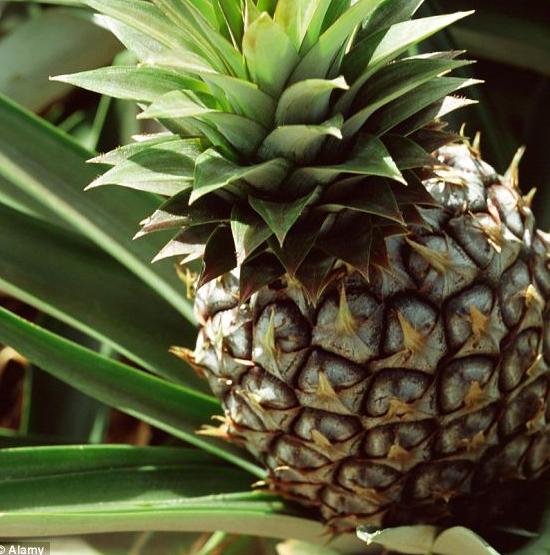 Ученые выращивают ананасы с ароматом кокосового ореха