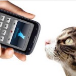 Переводчик с человеческой речи на кошачью