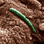 Жизнь на Марсе: когда-то планета содержала жизненно важный компонент