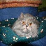 Иран планирует отправить в космос кота 