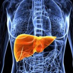 3D-печатные части печени могут нормально функционировать до 40 дней
