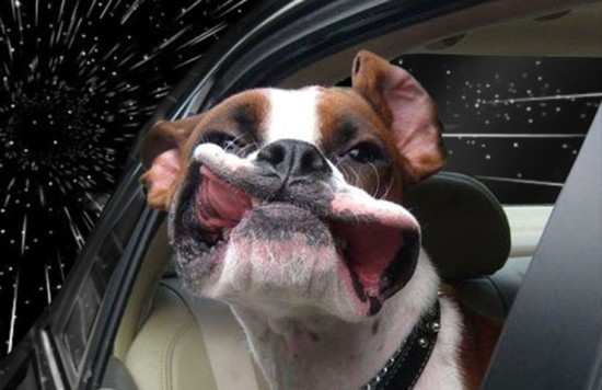 warp-speed-dog-frogman