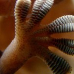 Новая программа от DARPA превратит людей в альпинистов-гекконов